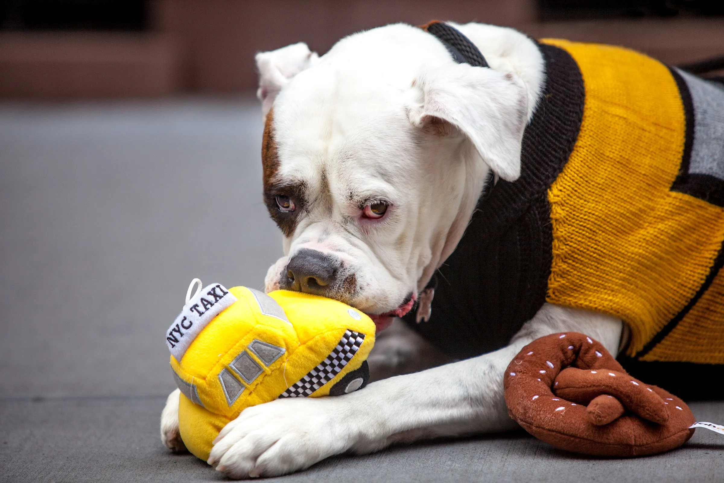 NYC Taxi Handknit Dog Sweater (Dog & Co. Exclusive)